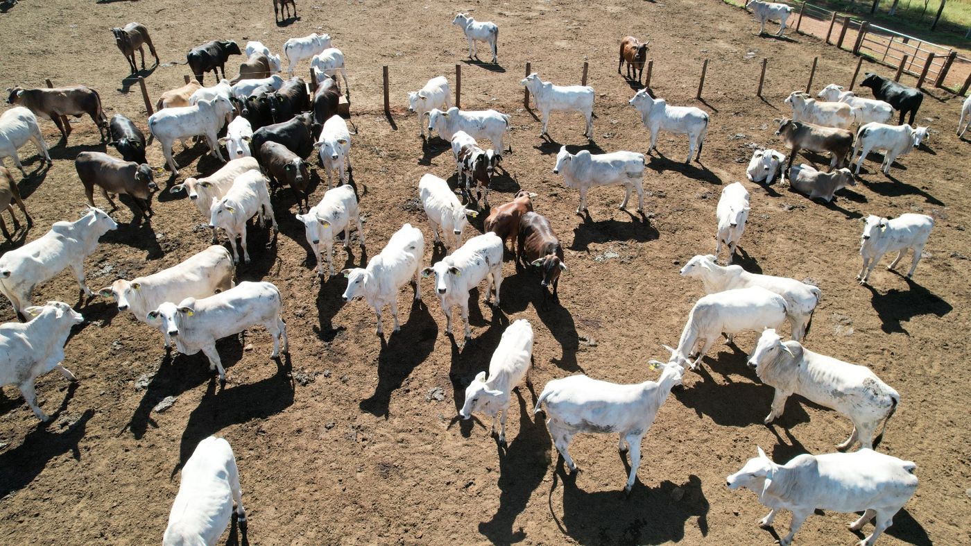 Rebanho em manejo no confinamento BOITEL JHS